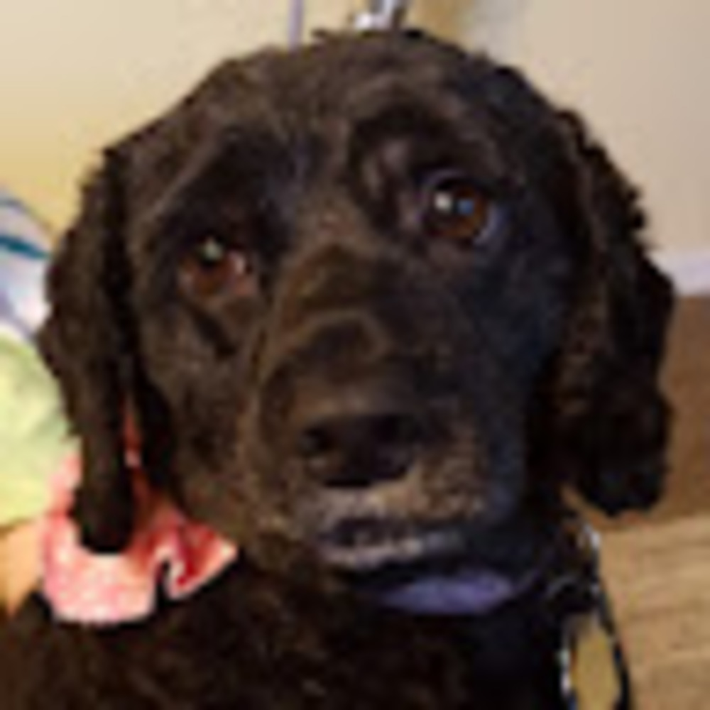 Meet your Posher, Daisy